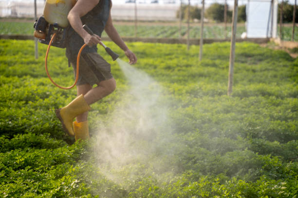 Best Emergency Pest Control  in Ketchum, ID