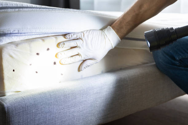 Best Local Pest Control Services  in Ketchum, ID